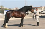 Russian Heavy Draft | ცხენი | ცხენები | ცხენის ჯიშები
